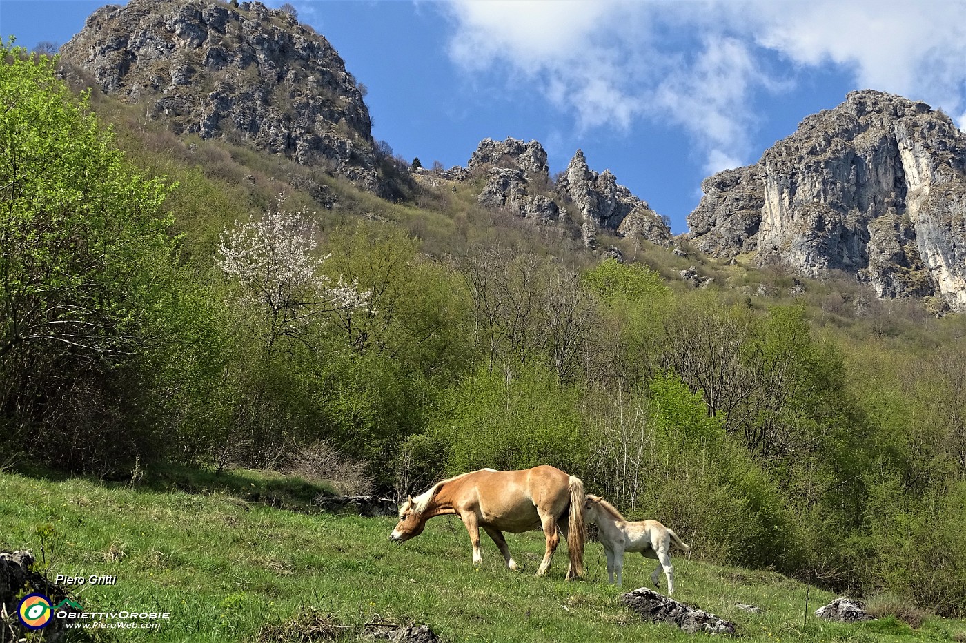 120 Cavalli al pascolo.JPG